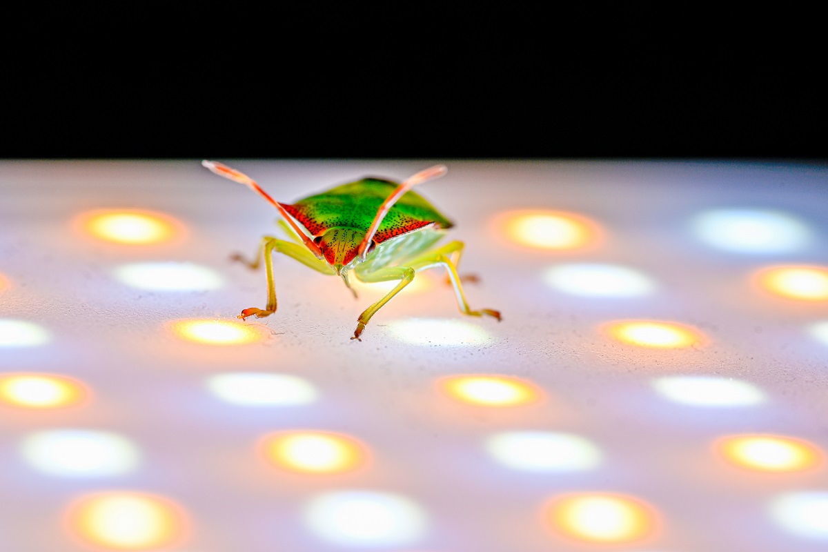 Do Bugs Prefer LEDs To Other Light Bulbs