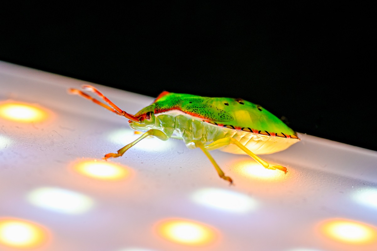 Do LEDs Attract Bugs