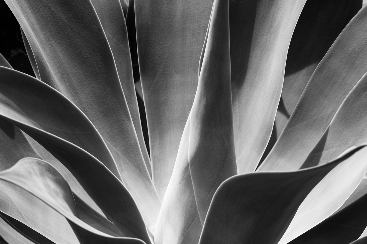Other Tones In Photography
